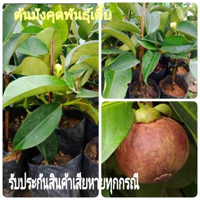 ต้นมังคุด(เสียบยอด)ต้นเตี้ย ติดลูกใว 2ปีติดผล ผลดก  ต้นสูง40-50cm.(1ต้น)