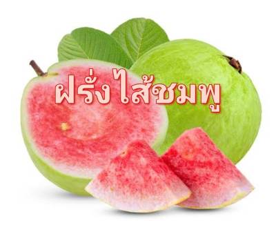 เมล็ดพันธุ์ฝรั่งไส้ชมพู ฝรั่ง ฝรั่ง Psidium Guajava Seed บรรจุ10 เมล็ด 10 บาท