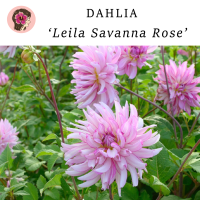 หัวรักเร่/ดาห์เลียพันธุ์ Leila savanna rose นำเข้าจากฮอลแลนด์