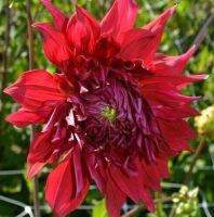 1 หัว/ออเดอร์ รักเร่ Dahlia Bulb สายพันธุ์ Creve Coeur หัวรักเร่ ดอกไม้ หัวหน่อ เหง้า นำเข้า เนเธอร์แลน หัวสดใหม่