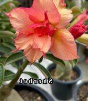 10 เมล็ด เมล็ดพันธุ์ ชวนชม สายพันธุ์ไต้หวัน ดอกสีส้ม โอรส Adenium Seed กุหลาบทะเลทราย Desert Rose ราชินีบอนไซ อัตราการงอก 80-90% มีคู่มือปลูก