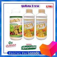 แมกม่า-ลาวา(ชุดพิเศษ3ขวด)ขวดละ1ลิตร สารจับใบแมกม่าเร่งการดูดซึมเร็วให้กับใบพืชได้ทุกชนิดและปุ๋ยน้ำลาวาเร่งการเจริญเติบโตทุกส่วน
