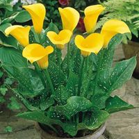 ดอกลิลลี่ Calla สีเหลือง [ไม่ใช่พืช! เป็นเมล็ดพันธุ์] [คลังสินค้าจุด][ขายตรงจากโรงงาน][ของแท้อย่างเป็นทางการ][โปรโมชั่นลดราคา][50 เมล็ดพันธุ์][เมล็ดผลไม้][เมล็ดพันธุ์ผัก][อร่อยจัง][ปลอดภัย][คลังสินค้าจุด][ผลผลิต89%][ความดีงาม]