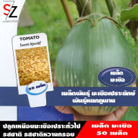 50 เมล็ด เมล็ดพันธุ์ มะเขือเปราะยักษ์ พันธุ์หยกภูพาน Yok Poo Pan Giant Eggplant Seed sazamall