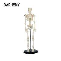 【LZ】✱♗⊕  DARHMMY-Modelo de Esqueleto Humano Destacável Braços e Pernas Flexíveis Anatomia Espinhal Ferramentas Educativas Ensino Médico 45cm