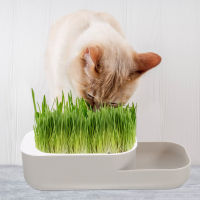 Ajigo【Hot Sale】 Cat Grass Hydroponic Planter Cat Snack Planting Box Indoor Cat Grass Planter