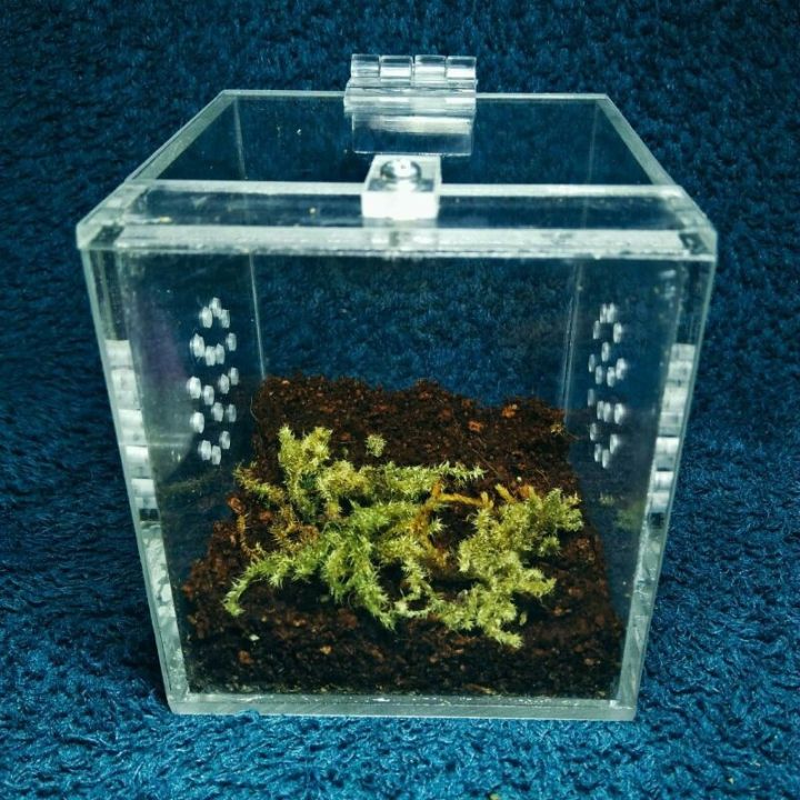 Acrylic Enclosure for Tarantulas | Lazada PH