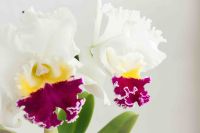 30 เมล็ดพันธุ์ เมล็ดกล้วยไม้ แคทลียา (Cattleya Orchids) Orchid flower seeds อัตราการงอก 80-85%