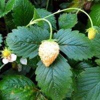 50 เมล็ด/ชุด เมล็ดพันธุ์ Strawberry สายพันธุ์ Fragaria vesca alpine Strawberry white soul