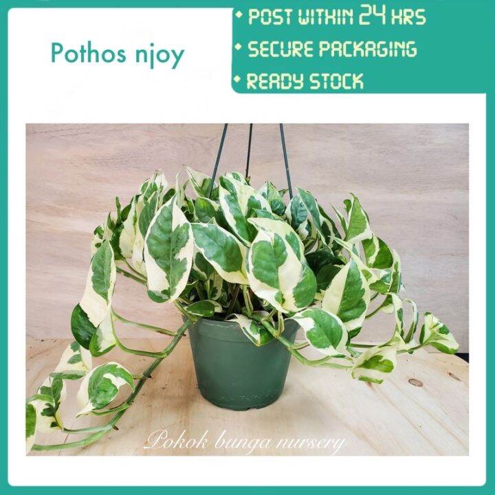 PBN - pothos njoy - pokok bunga nursery variegated daun money plant ...