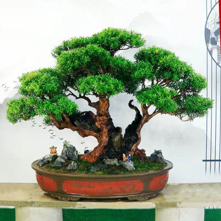 Good Quality Rare Japanese White Pine Pinus Tree Seeds for Sale Bonsai