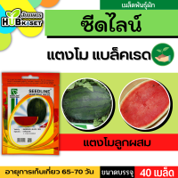 ซีดไลน์ ?? แตงโมลูกผสม แบล็คเรด ขนาดบรรจุประมาณ 40 เมล็ด อายุเก็บเกี่ยว 65-75 วัน