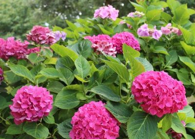 20 เมล็ด เมล็ดไฮเดรนเจีย Hydrangea Seeds สีชมพูบานเย็น ไฮเดรนเยียสายพันธุ์ฝรั่งเศส ของแท้ 100% อัตรางอกสูง 70-80% มีคู่มือปลูก