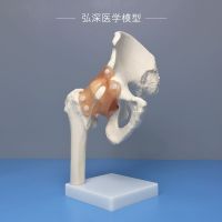 Hip model human hip hip bone ligament in his leg pelvic structure orthopedic medical teaching mould