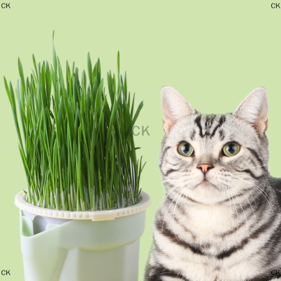 CK ชามปลูกหญ้าไฮโดรโปนิกส์สำหรับแมวกล่องใส่หญ้าสีตัดกันกล่องใส่หญ้าสำหรับแมว