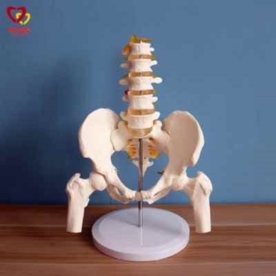 Section 5 lumbar with pelvic skeleton model human body skeleton model simulation bonesetting assembled medical reality teaching