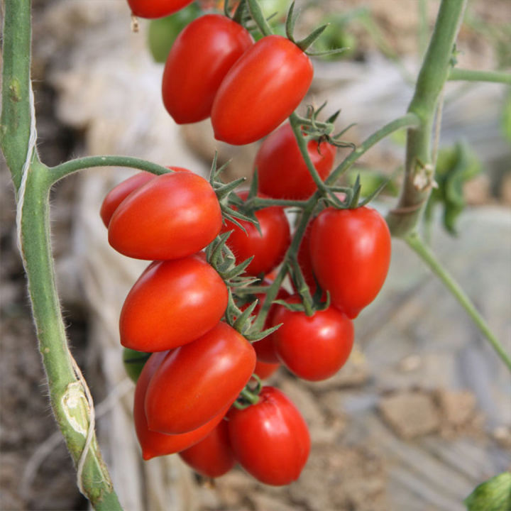 เมล็ดพันธุ์มะเขือเทศเชอรี่แดง-20เมล็ด-เมล็ดมะเขือเทศเชอรี่-10แถม1-cherry-tomato