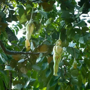 philippine ginseng plant