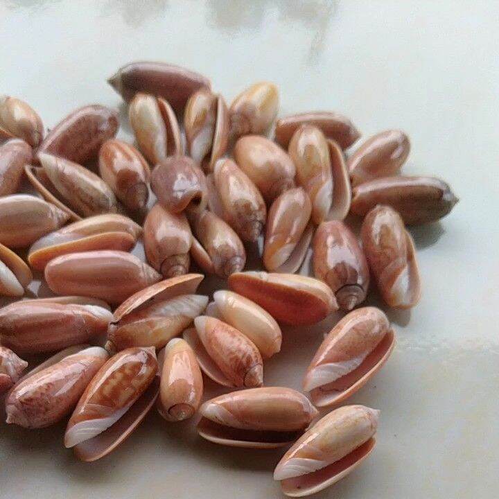 Cangkang Kerang Laut 100 gram Bully orange Lazada Indonesia