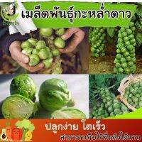 เมล็ดพันธุ์ กะหล่ำดาว (Brussels Sprouts)  ปลูกง่าย ปลูกได้ทั่วไทย #เมล็ดผัก