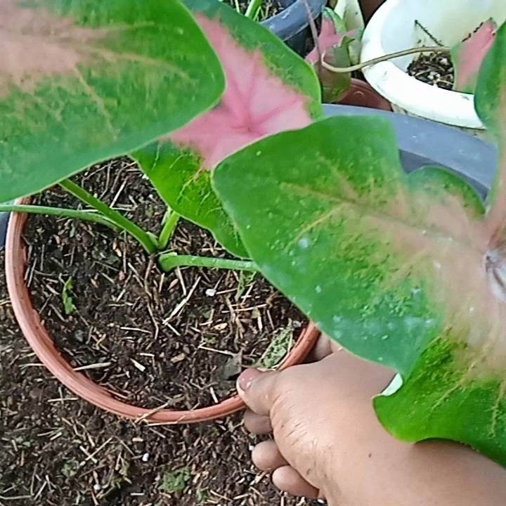 1kg Caladium soil with Natural insecticide / Caladium Natural habitat