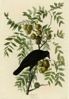 卐✜ John James Audubon American Crow Giclee Art ฟิล์มพิมพ์ผ้าไหมโปสเตอร์ Home Wall Decor 24x36inch