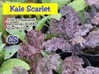 Kale Scarlet ซองละ 18-22 เมล็ด นำเข้าจากฮอลแลนด์ พร้อมวิธีการปลูก