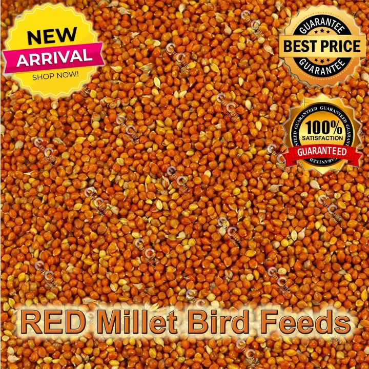 500g Red Millet for Bird Feeds (brd) Bird Seed Lazada PH