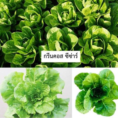 เมล็ดผักสลัดกรีนคอส ซีซ่าร์ 100 เมล็ด (ซื้อ10แถม1 คละได้)