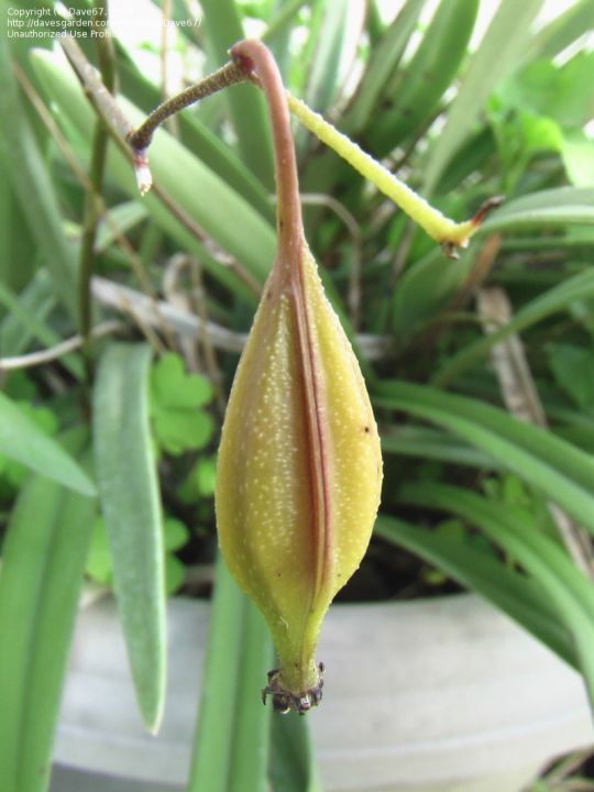 30-เมล็ดพันธุ์-เมล็ดกล้วยไม้-แคทลียา-cattleya-orchids-orchid-flower-seeds-อัตราการงอก-80-85