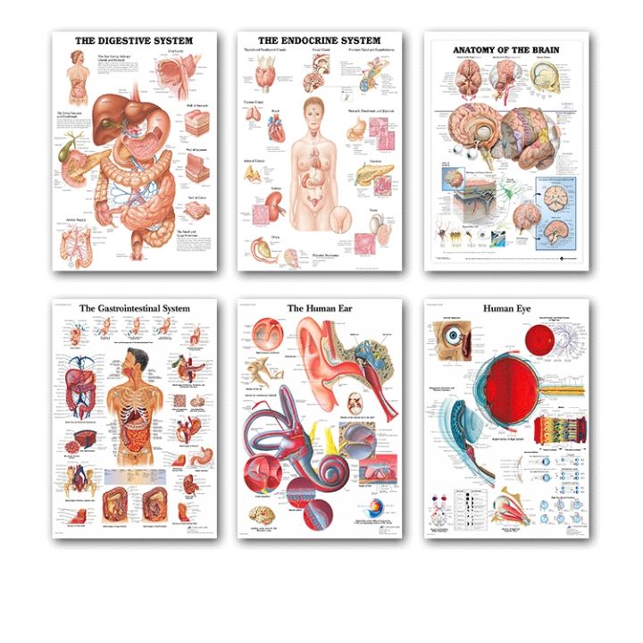 Human Body Organs Chart Poster Map Silk Painting Wall Pictures for ...