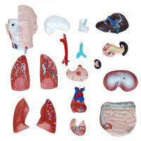 NKHC Anatomy model: NK- 207 จำลองมนุษย์ครึ่งตัว ไม่แสดงเพศ แสดงอวัยวะภายใน ขนาด 42 เซนติเมตร ถอดประกอบได้ 18 ชิ้น