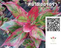 ต้นสยามออรอร่า(Aglaonema sp. ‘Siam-Aurora’)_ไม้ประดับ_บรรจุขนาด6"