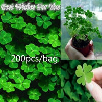 บอนสี 200เมล็ด เมล็ดพันธุ์ โคลเวอร์ Lucky Clover Grass Seeds เมล็ดบอนสี บอนสีหายาก เมล็ดดอกไม้ บอนสีสวยๆ ต้นไม้มงคล พันธุ์ดอกไม้ ต้นไม้ฟอกอากาศ ไม้ประดับ ต้นไม้ตกแต่ง ไม้ดอก ดอกไม้จริง บอนไซ ต้นไม้ ตกแต่งสวน ของแต่งสวน หญ้าเทียม plants