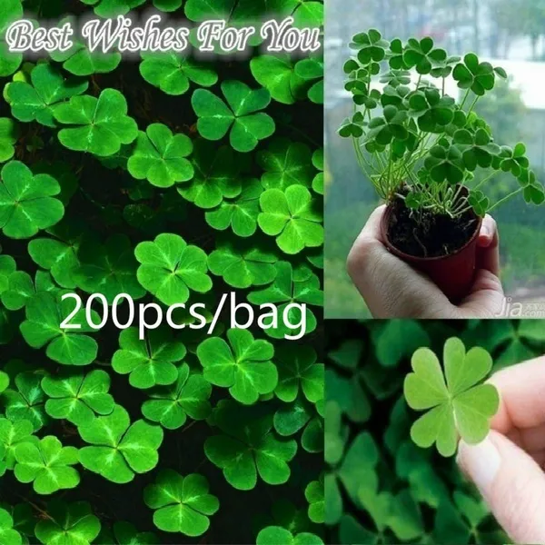 Philippines Ready Stock 200pcs Lucky Green Four Leaf Clover Grass Seeds