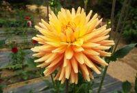 1 เหง้า/ชุุด รักเร่ Dahlia Bulb สายพันธุ์ Hollyhill Jitterbug หัวรักเร่ ดอกไม้ ดอกรักเร่ เหง้า นำเข้า ยุโรป หัวสดใหม่ ผ่านการแช่เย็นแล้ว