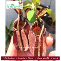 ต้นหม้อข้าวหม้อแกงลิง พันธุ์ N.Rafflesiana x Ampullaria Black (ราฟแอมหม้อดำ) (ส่งทั้งกระถาง 6 - 8 นิ้ว) ไม้ประดับ แต่งสวยสวยๆ ไม้กินแมลง