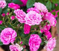 20 เมล็ด Rose Seeds กุหลาบหนู กุหลาบจิ๋ว สีชมพูบานเย็น สายพันธุ์ไทย ดอกไม้แห่งความรัก ส่งพร้อมคู่มือวิธีปลูก