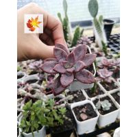 กุหลาบ​แดง​ ไมม้อวบน้ำ กุหลาบหิน กุหลาบเเดง succulents ต้นไม้อวบน้ำ ลูกชุบ หยดน้ำ Haworthia