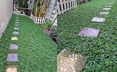 ขายส่ง 1 กิโลกรัม เมล็ดหญ้าไทเป หญ้ามาเลเซียแคระ Broadleaf Carpet Grass หญ้าสวนหย่อม สนามหญ้า หญ้า พันธุ์หญ้า ชนิดหญ้า หญ้าปูสนาม การปลูกหญ้า