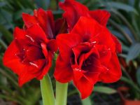 ว่านสีทิศ Amaryllis bulb Double King 1หัว ว่านสี่ทิศสีแดง ดอกซ้อนสีแดงสด สวยและมีกลิ่นหอมอ่อนๆ สินค้าจากฮอลแลนด์ ไม้มงคล ไม้สวยงาม เรียกทรัพย์