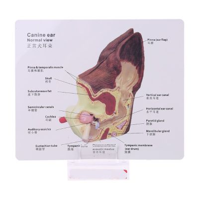 UU Dog Ear Lesion Animal Anatomical Model Veterinary Science Aids Teaching Pet Canine Research