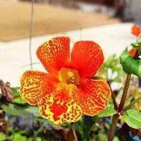 เมล็ดพันธุ์ มิมิวลัส / ไทเกอร์ มังกี้ mimulus tigrinus tiger monkey 400 เมล็ด เมล็ดพันธุ์นำเข้าจากอังกฤษ