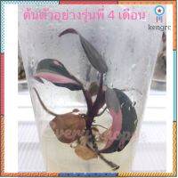 Philodendron Pink PrincessMarble ต้นไม้ฟิโลเดนดรอน พิงค์ ปริ้นเซส Marble ฟรีค่าจัดส่ง!! ต้นไม้ตรงตามรูป ยอดขายดีอันดับหนึ่ง