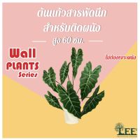 ((WALL PLANTS SERIES))  ต้นแก้วสารพัดนึกปลอม พร้อมกระถางติดผนัง ** ติดได้โดยไม่ต้องเจาะผนัง!! **   #Leeartplants