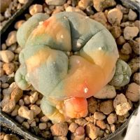 เมล็ดพันธุ์ Lophophora Diffusa โลโฟ ด่างส้ม 10 เมล็ด แคคตัส กระบองเพชร cactus