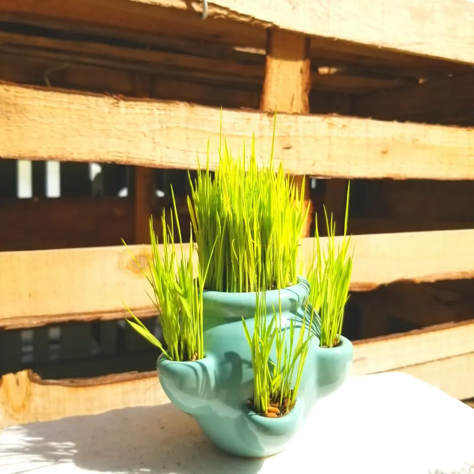 Cây lúa mạ vàng để bàn