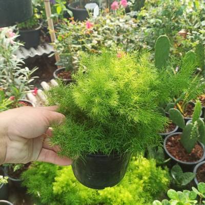 ปริกน้ำค้าง #Asparagus fern เป็นไม้ปลูกประดับสวนหย่อมในพื้นที่แสงรำไรหรือปลูกลงกระถาง พุ่มใบโปร่งละเอียดดูสวยงาม กระถาง7นิ้ว