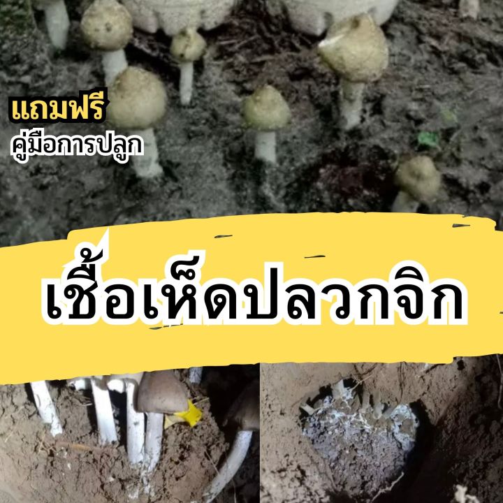 หัวเชื้อเห็ดปลวกจิก-แบบผง-เชื้อเห็ดปลวกจิก-เชื้อเห็ด-ผลิตจากจาวปลวกแท้100-รับประกันออกดอก