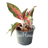 เรดปานามา (Aglaonema red panama) กระถาง  เมล็ด